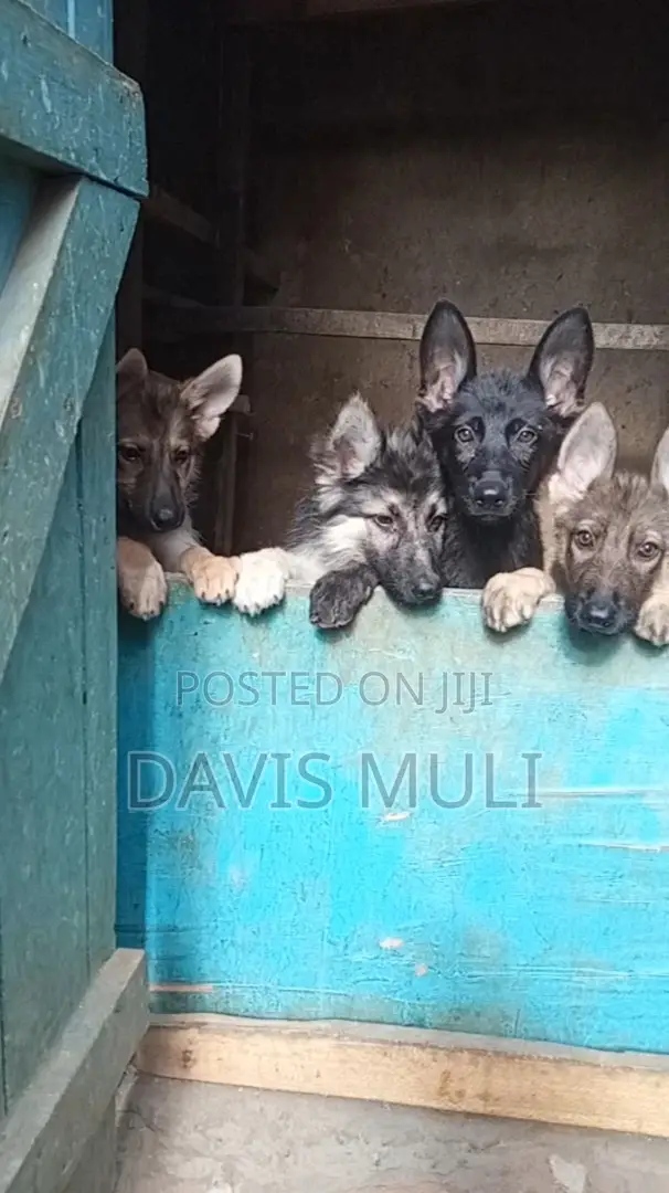 1-3 months Female Mixed Breed German Shepherd