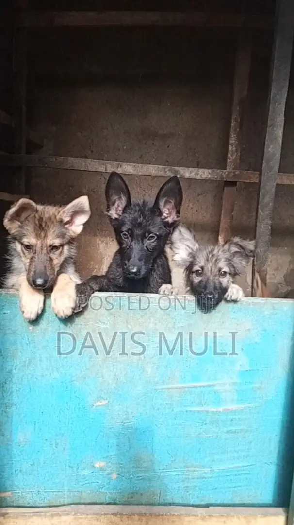 1-3 months Female Mixed Breed German Shepherd