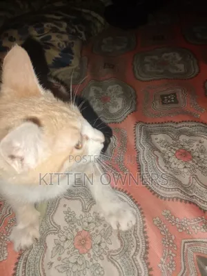 3-6 months Male Purebred Cat