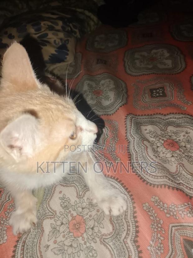 3-6 months Male Purebred Cat
