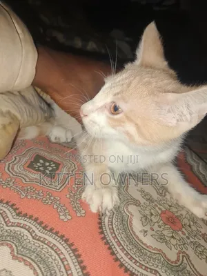 3-6 months Male Purebred Cat