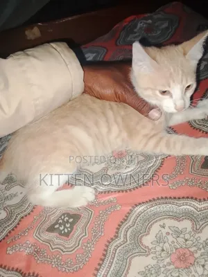 3-6 months Male Purebred Cat