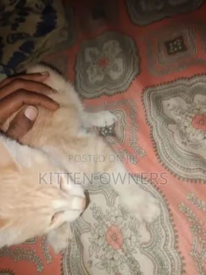 3-6 months Male Purebred Cat