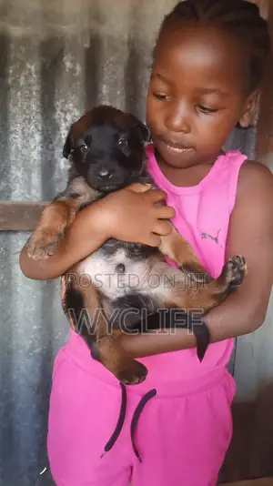 1-3 months Male Purebred Belgian Malinois