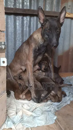 1-3 months Male Purebred Belgian Malinois