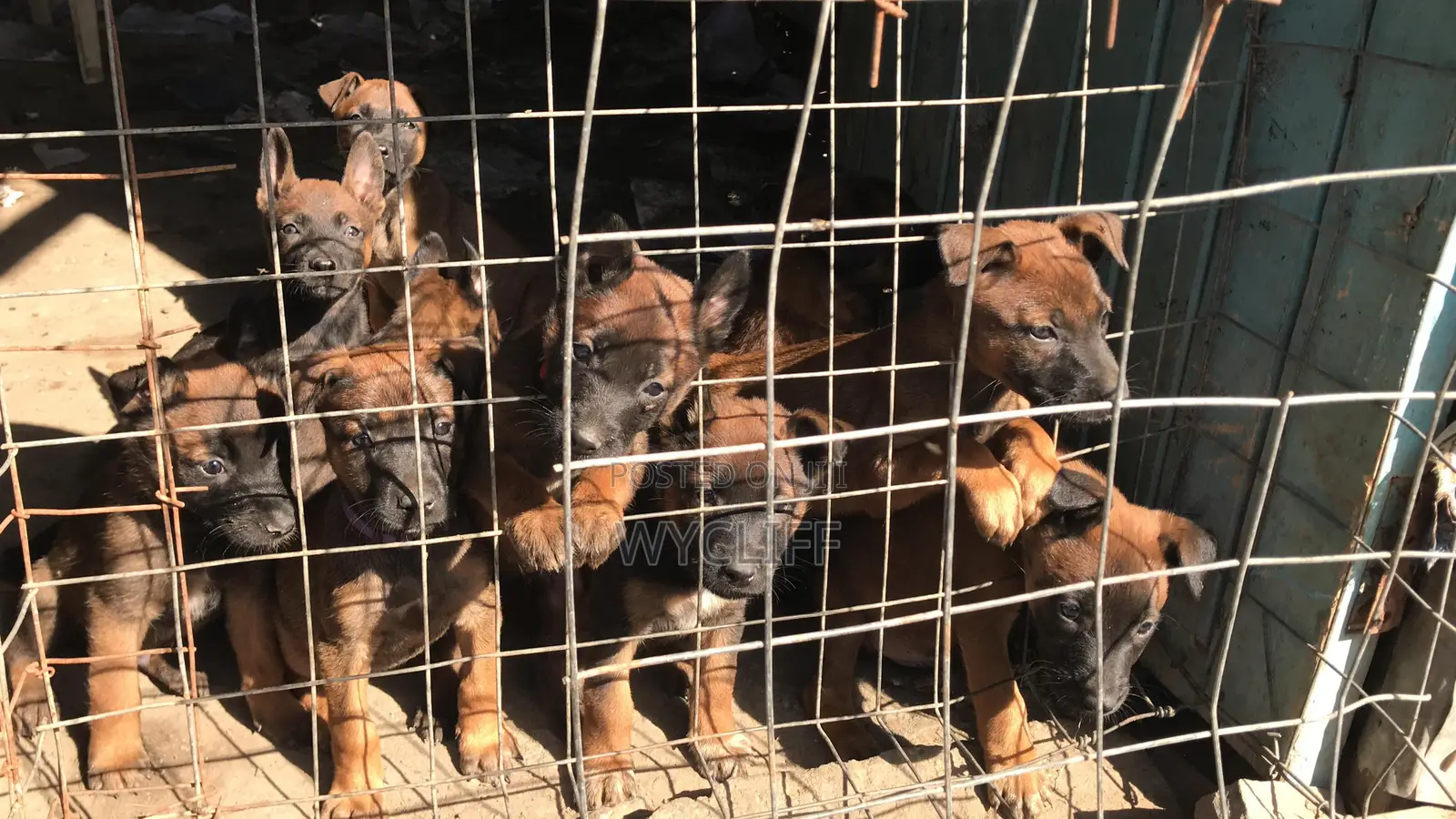 1-3 months Male Purebred Belgian Malinois