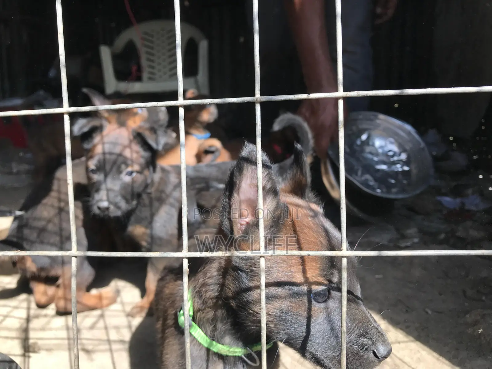1-3 months Male Purebred Belgian Malinois