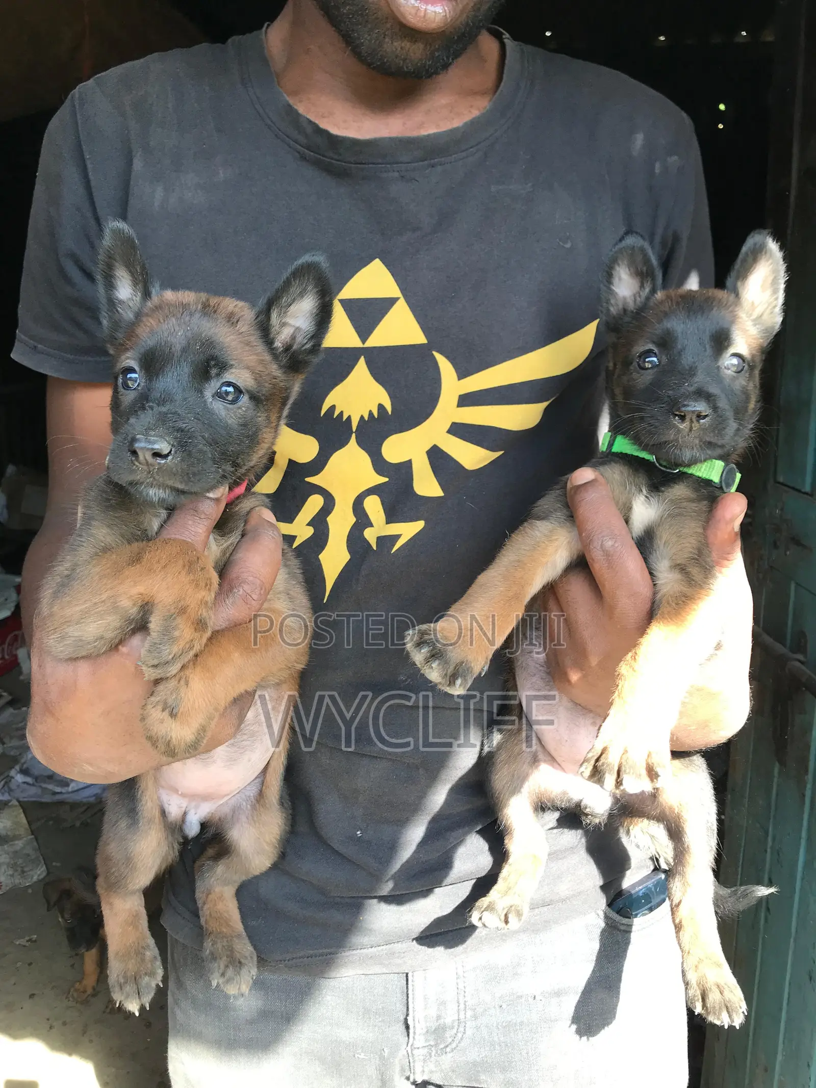 1-3 months Male Purebred Belgian Malinois