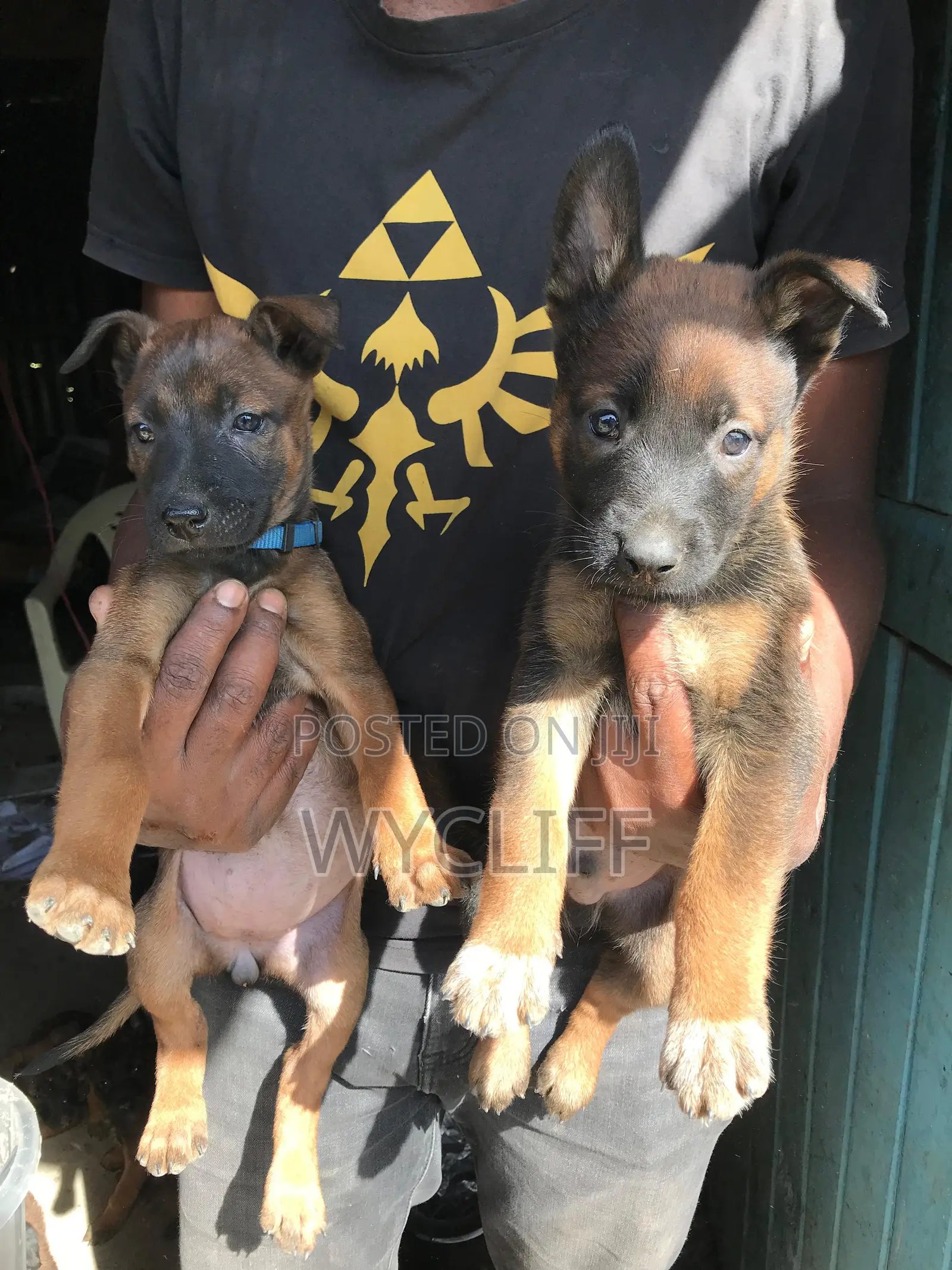 1-3 months Male Purebred Belgian Malinois
