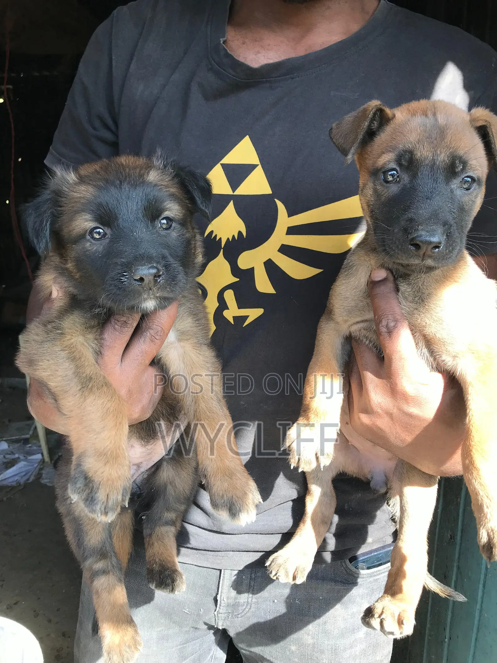 1-3 months Male Purebred Belgian Malinois