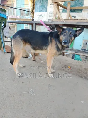 1+ year Male Purebred German Shepherd