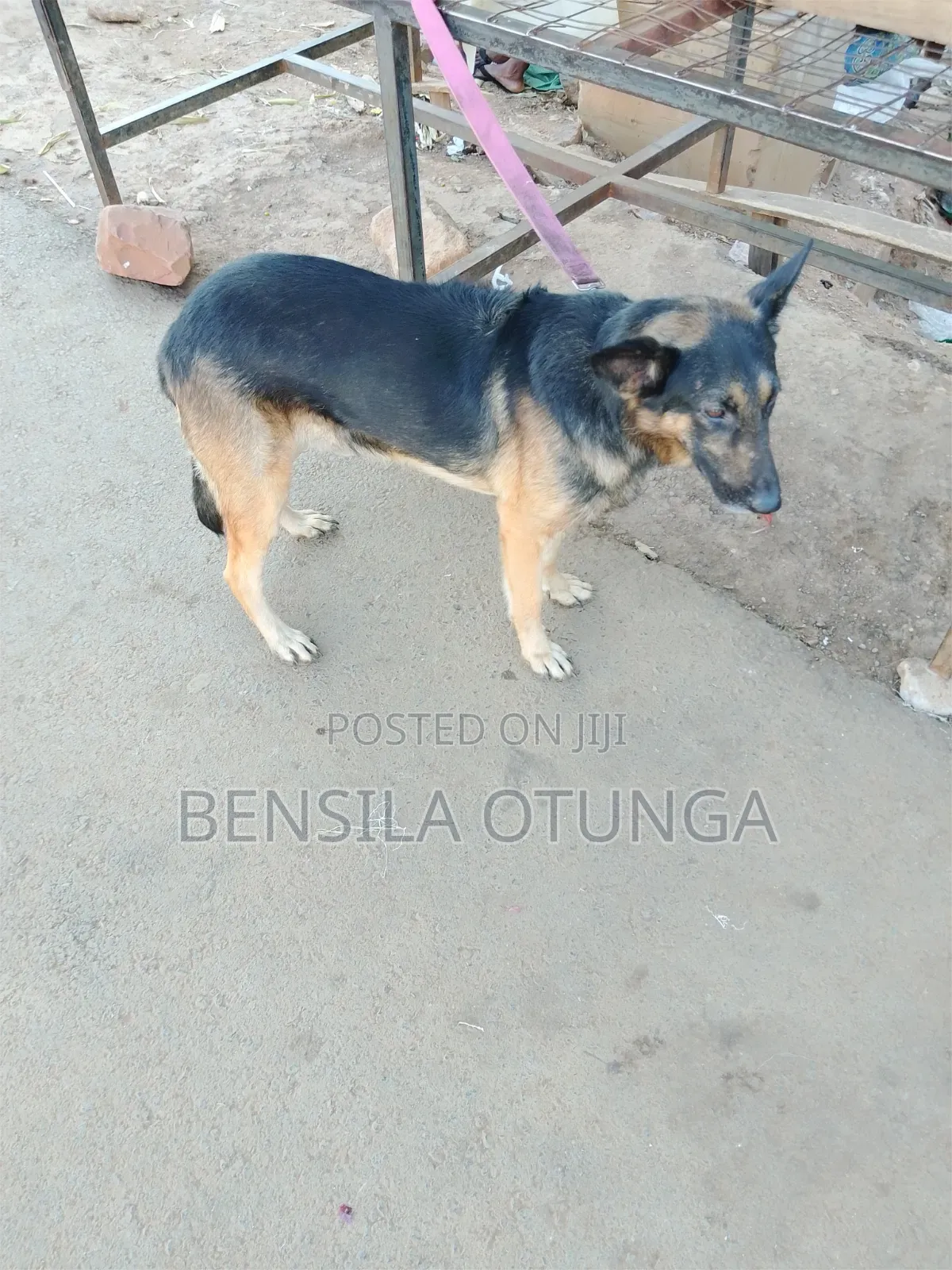 1+ year Male Purebred German Shepherd