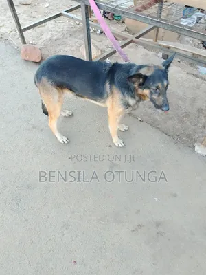 1+ year Male Purebred German Shepherd