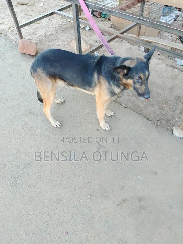 1+ year Male Purebred German Shepherd - thumbnail 3