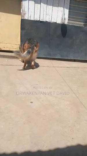 Vet Service