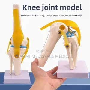 Knee Joint Training Model