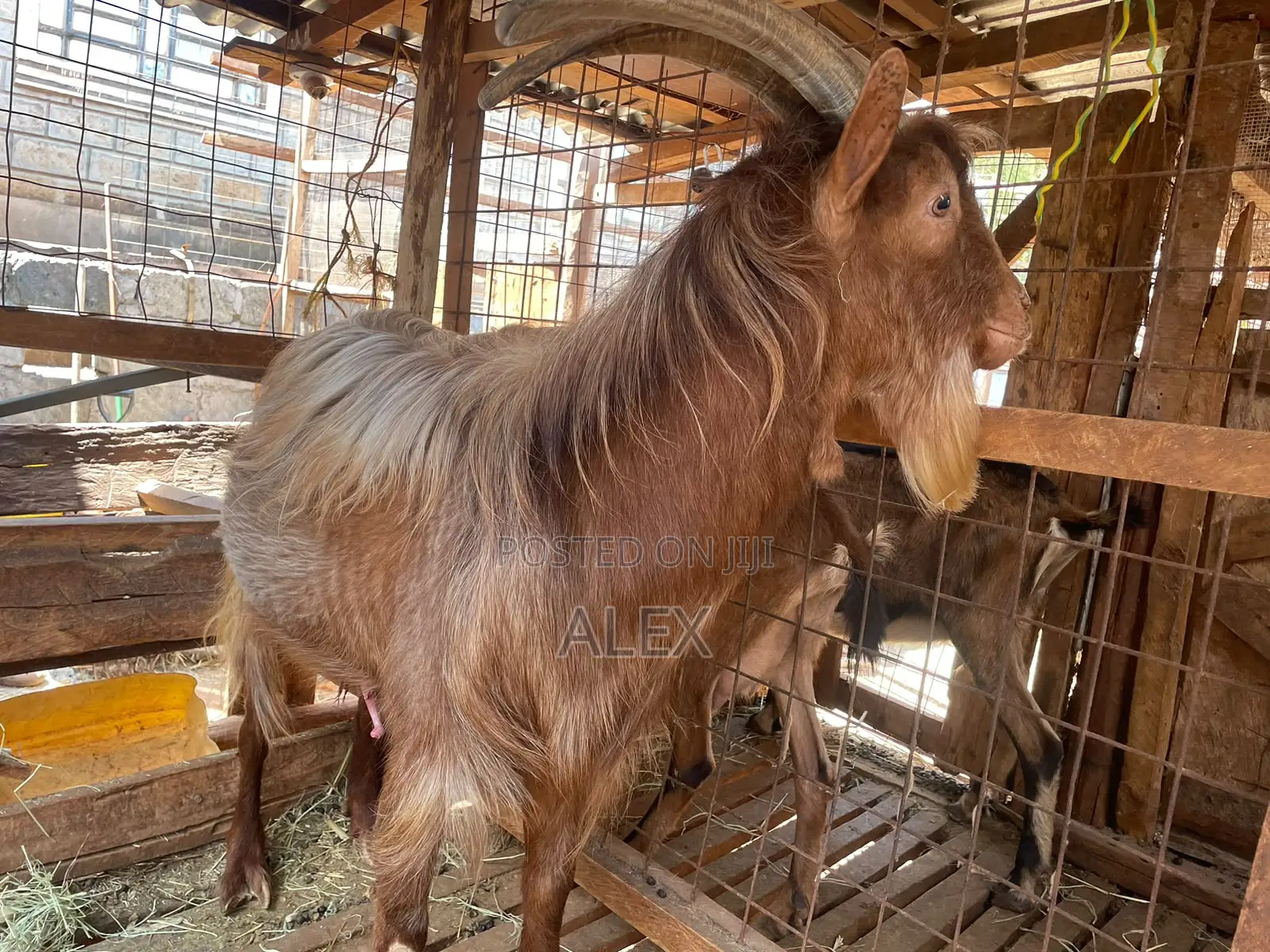 Toggenburg Buck for Sale