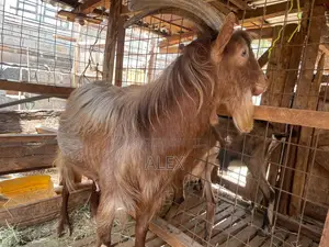 Toggenburg Buck for Sale