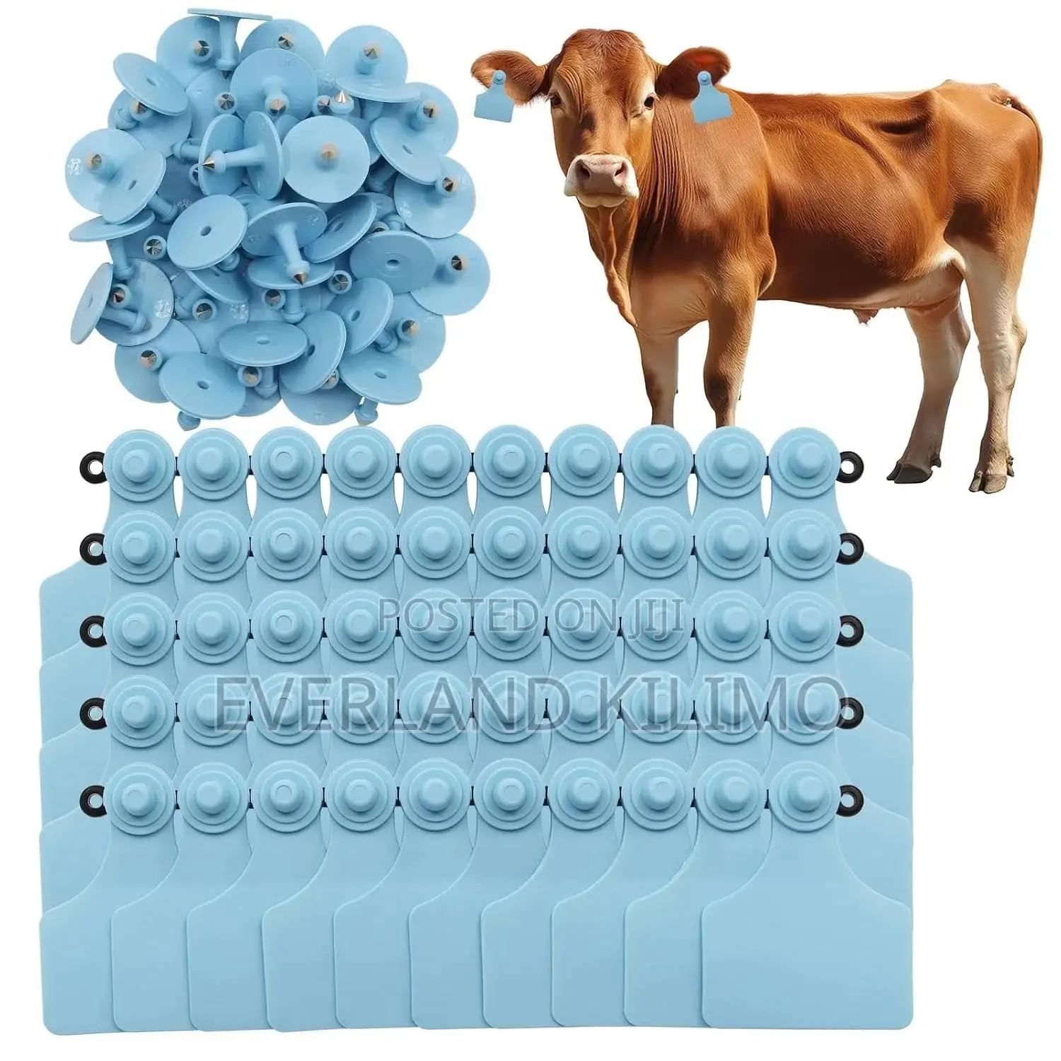 Medium Cattle Calf Identification Numbered Ear Tag