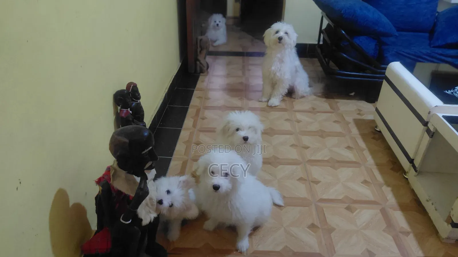 1-3 months Male Mixed Breed Maltese