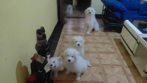 1-3 months Male Mixed Breed Maltese
