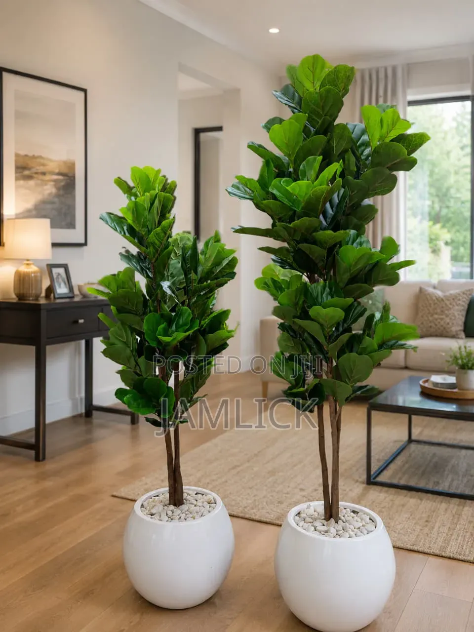 Fiddle Plant Complete With Vase — Gw