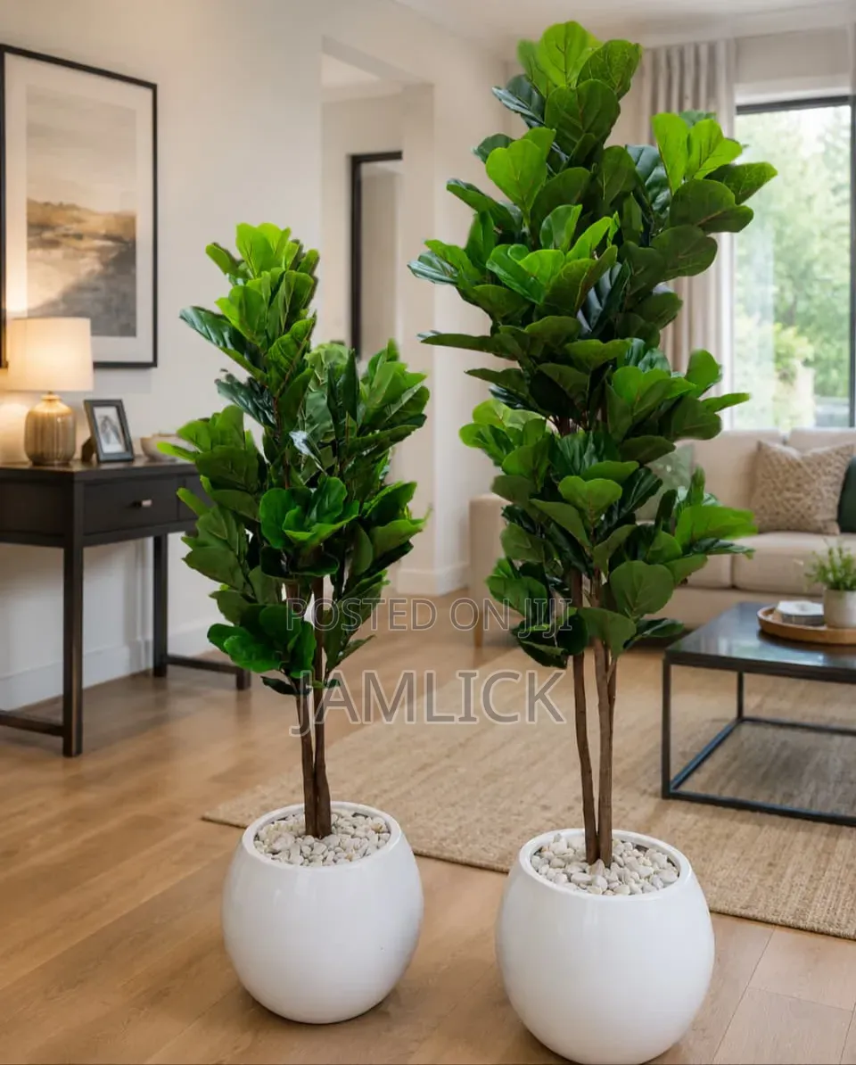 Fiddle Plant Complete With Vase — Gw