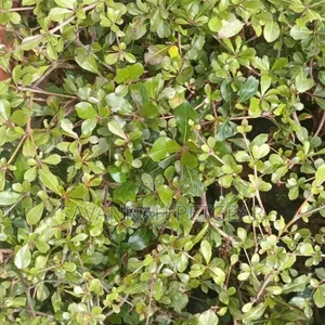 Terminalia Species, Terminalia Mantaly (Madagascar Almond) Seedlings