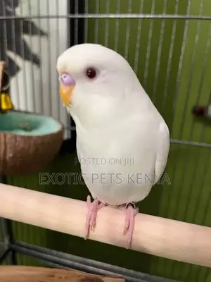 Budgies Albino/Lutino