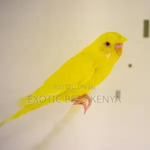 Budgies Albino/Lutino