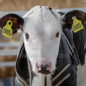 Large Numbered Animal Ear Tags