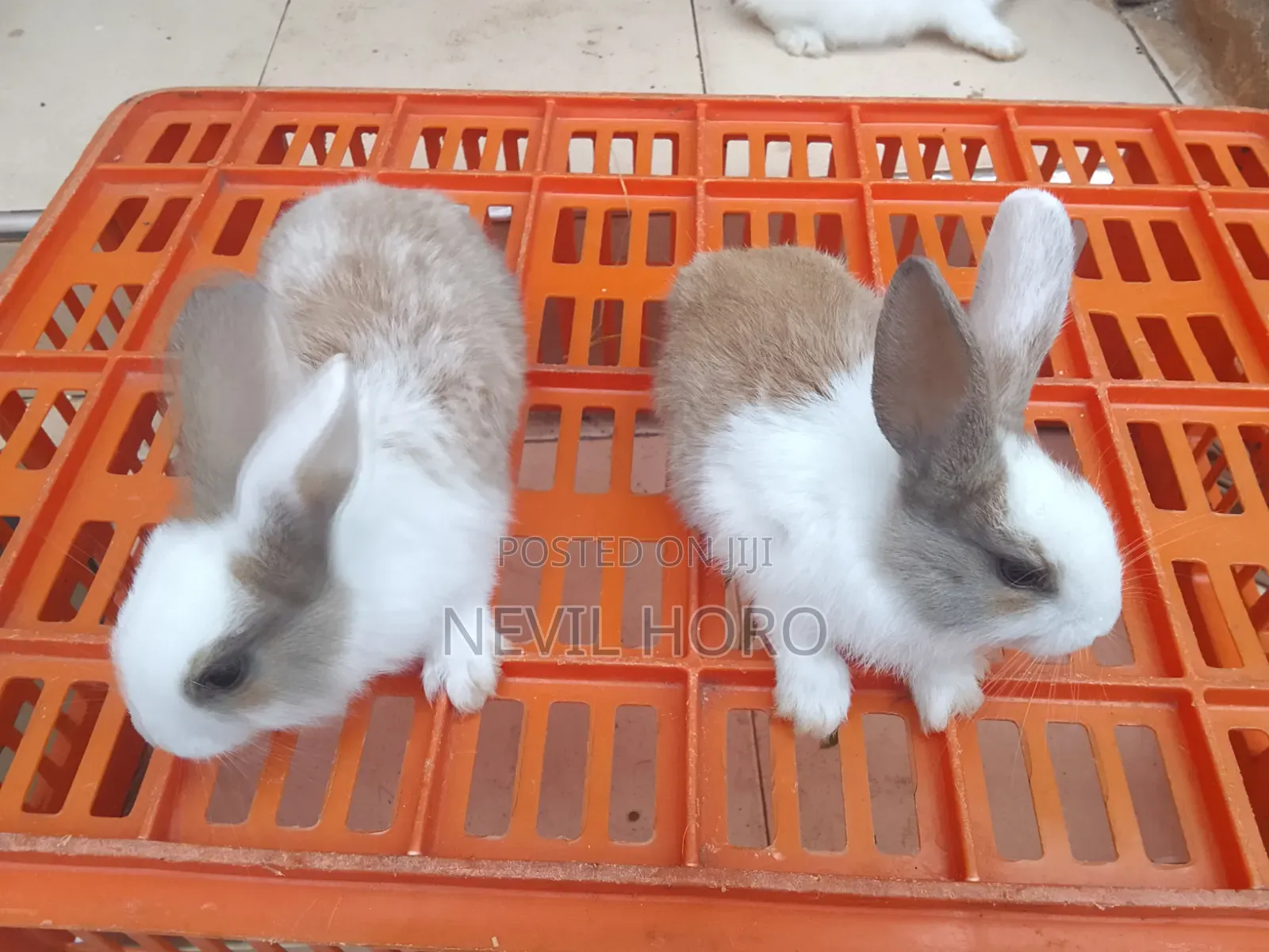 1 Month(4week Old Newly Weaned Rabbits for Sale at Kenyatta Road Juja