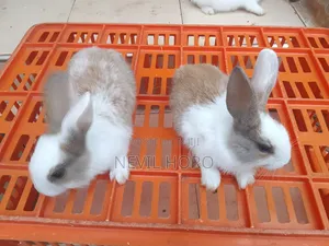 1 Month(4week Old Newly Weaned Rabbits for Sale at Kenyatta Road Juja