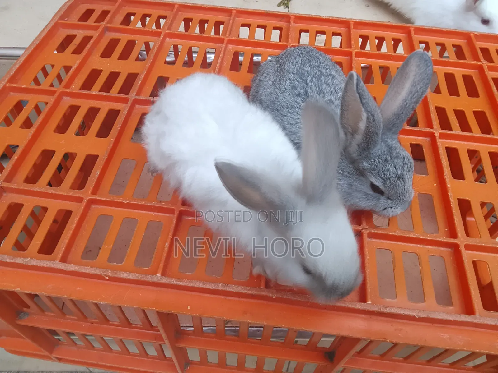 1 Month(4week Old Newly Weaned Rabbits for Sale at Kenyatta Road Juja
