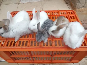 1 Month(4week Old Newly Weaned Rabbits for Sale at Kenyatta Road Juja