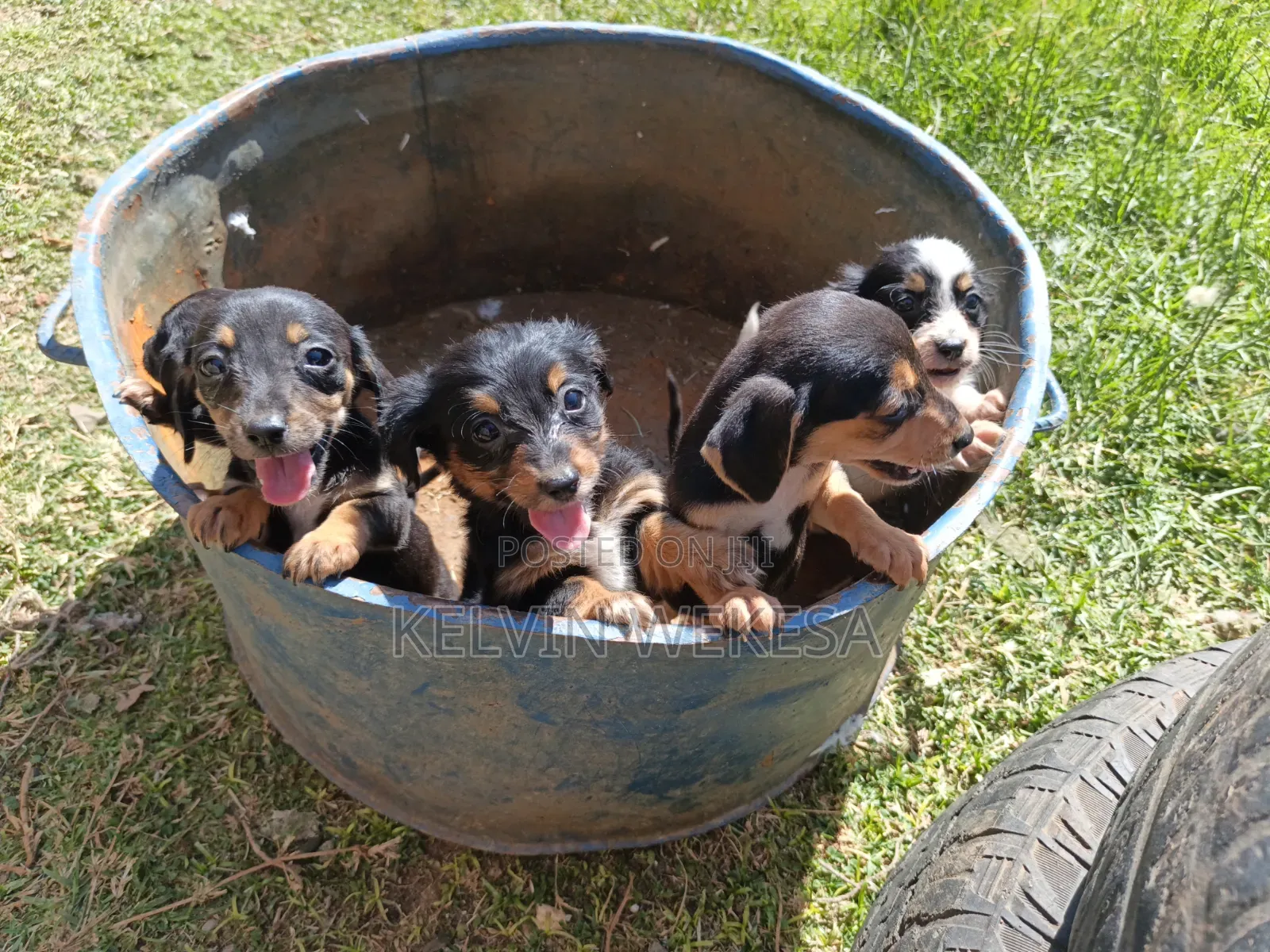 1-3 months Female Purebred Dachshund
