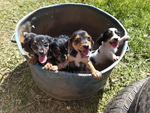 1-3 months Female Purebred Dachshund