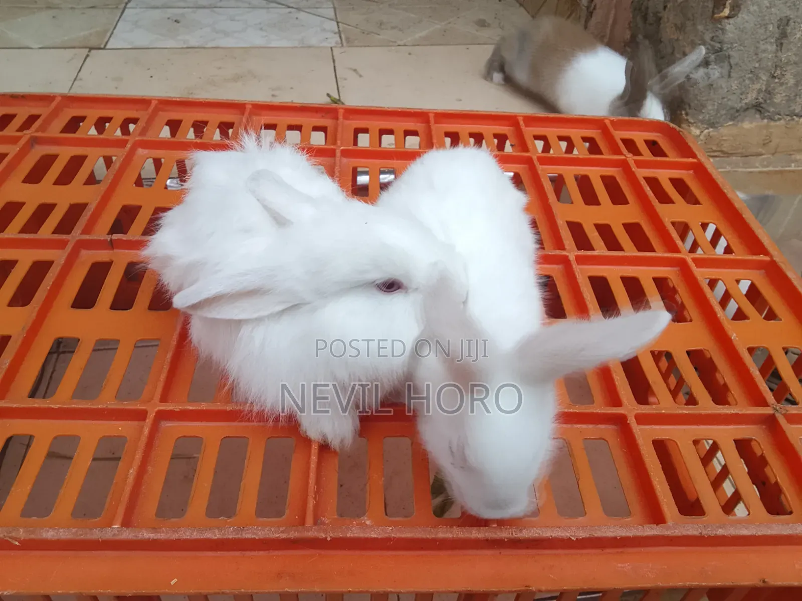 1 Month(4week Old Newly Weaned Rabbits for Sale at Kenyatta Road Juja