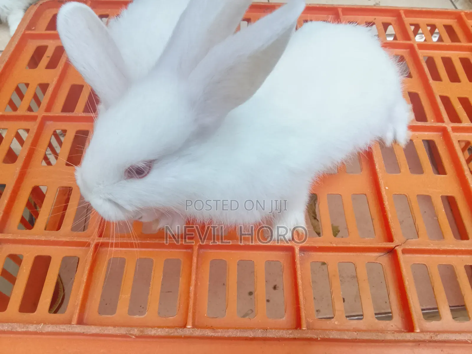 1 Month(4week Old Newly Weaned Rabbits for Sale at Kenyatta Road Juja
