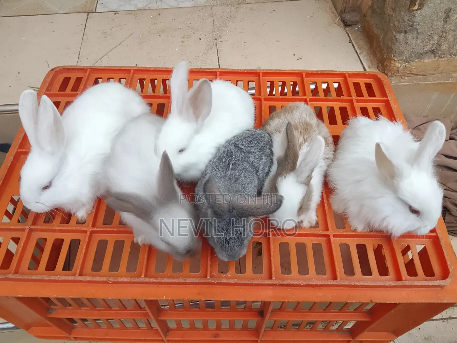 1 Month(4week Old Newly Weaned Rabbits for Sale at Kenyatta Road Juja