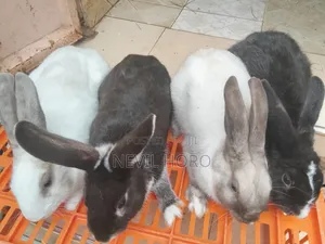 Mature Male(6months) Rabbits for Sale at Kenyatta Road Juja