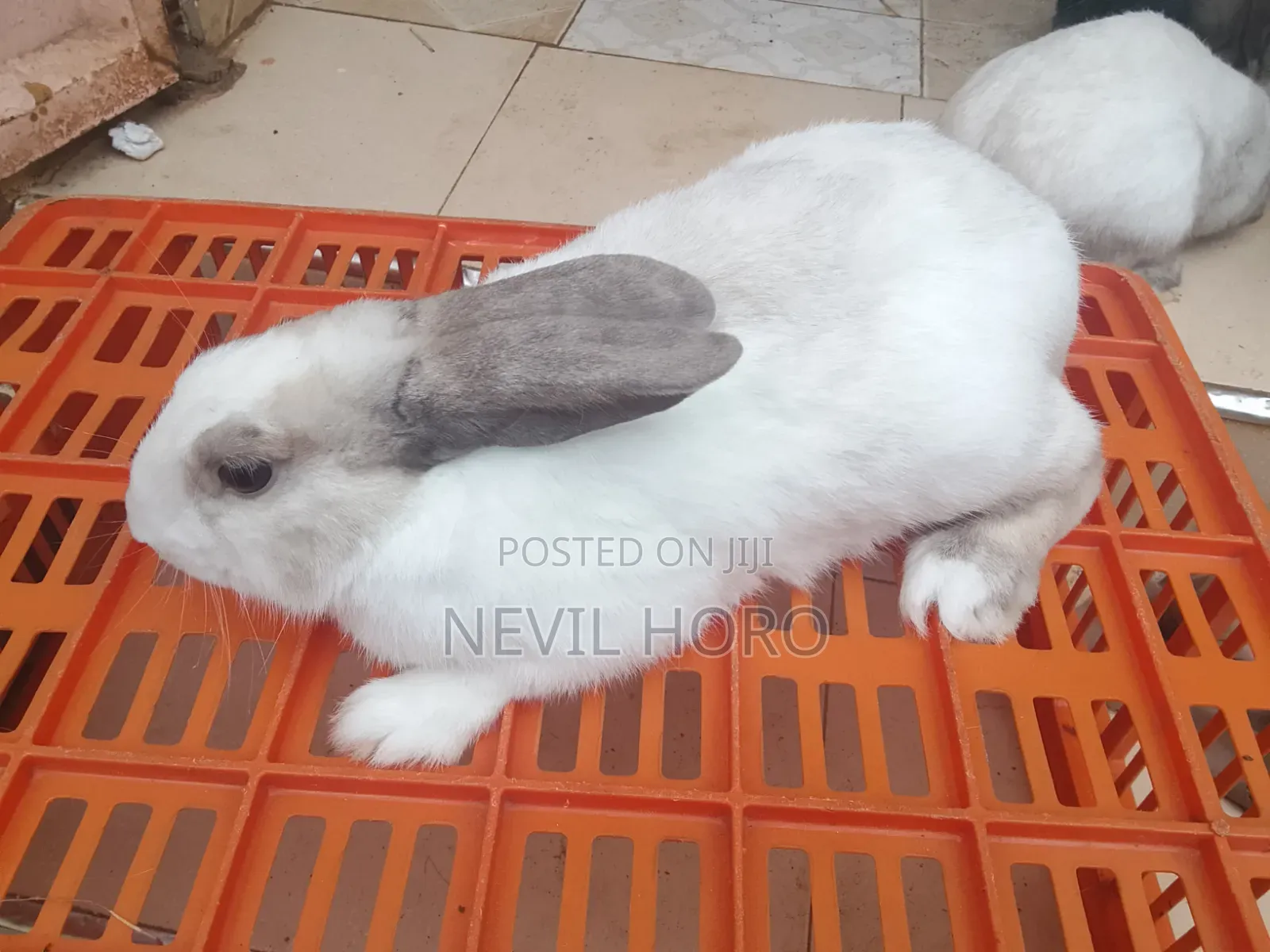 Mature Male(6months) Rabbits for Sale at Kenyatta Road Juja