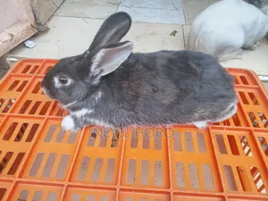 Mature Male(6months) Rabbits for Sale at Kenyatta Road Juja