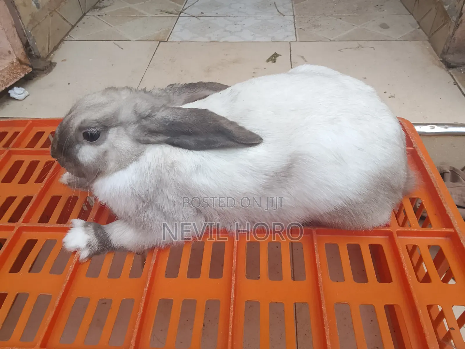 Mature Male(6months) Rabbits for Sale at Kenyatta Road Juja
