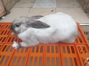 Mature Male(6months) Rabbits for Sale at Kenyatta Road Juja
