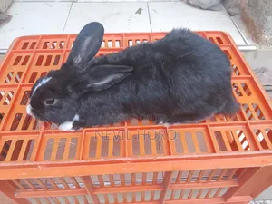 Mature Male(6months) Rabbits for Sale at Kenyatta Road Juja