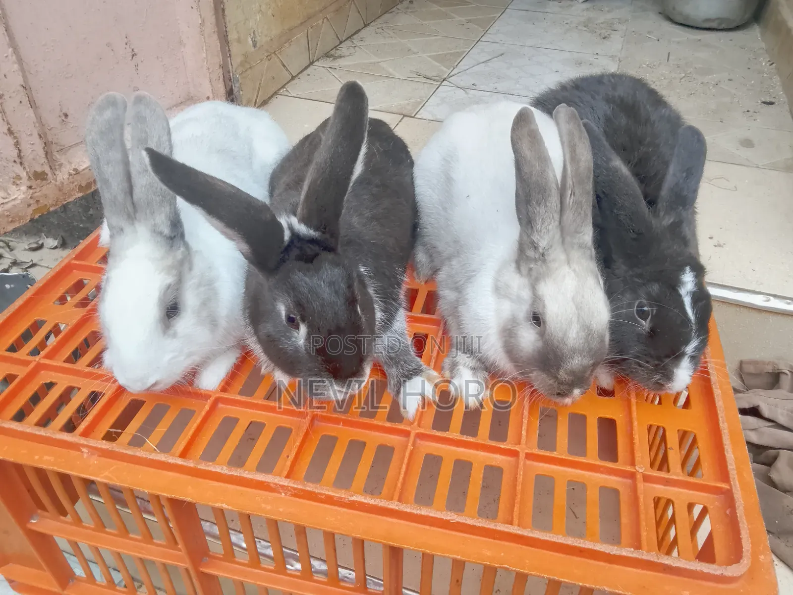 Mature Male(6months) Rabbits for Sale at Kenyatta Road Juja