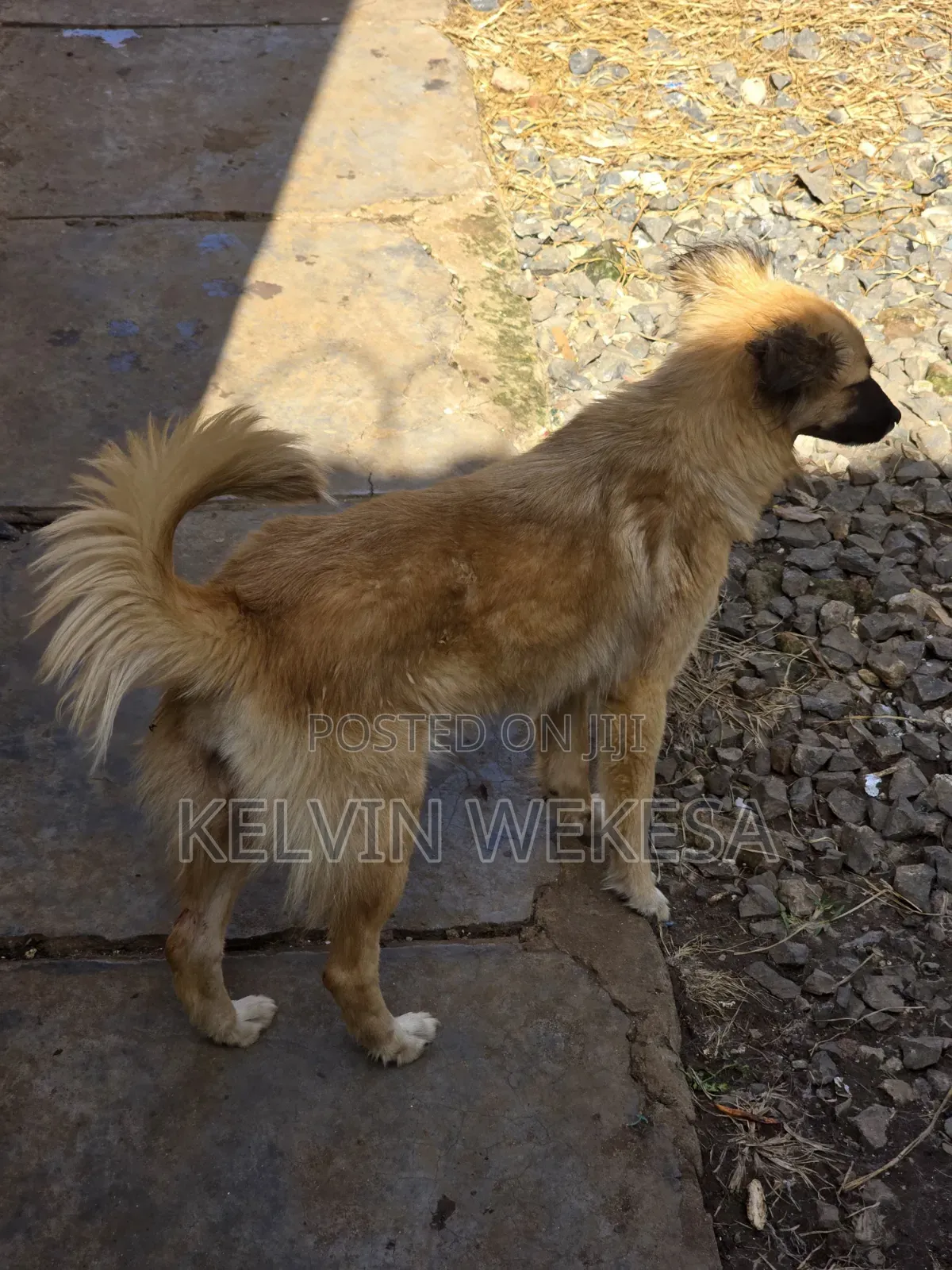 6-12 months Female Mixed Breed Border Terrier