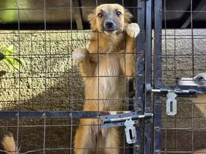 6-12 months Female Mixed Breed Border Terrier