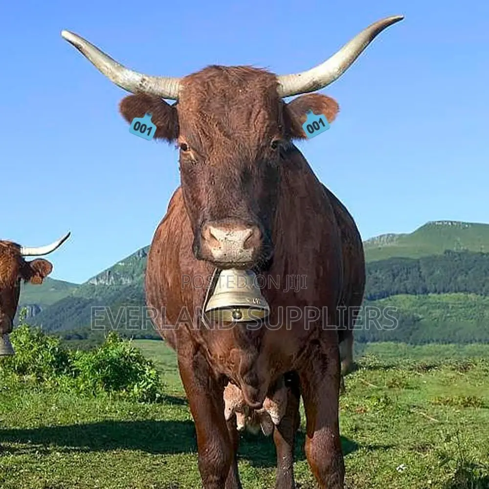 Large Cattle Ear Tags for Herd - Numbered